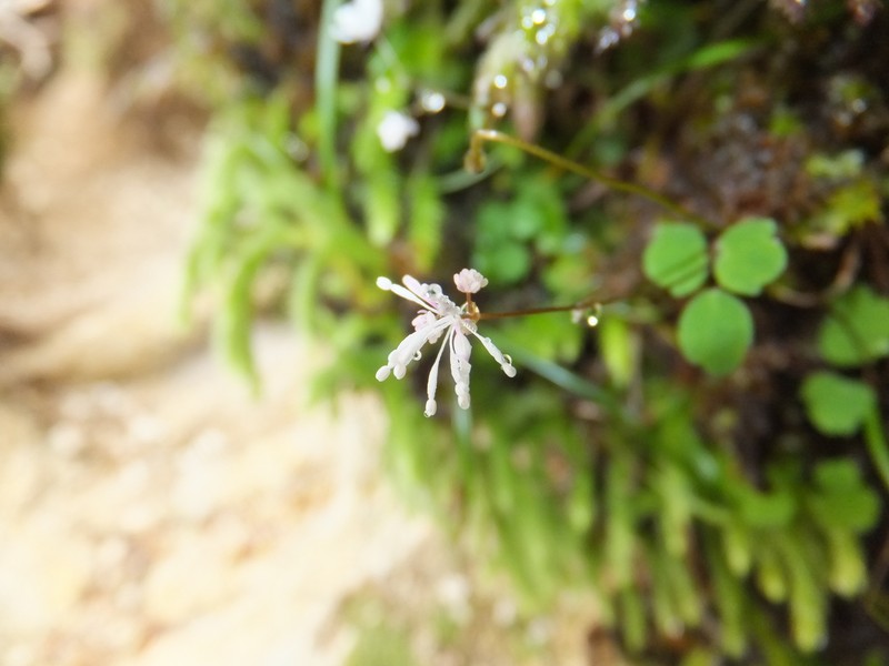 Thalictrum tuberiferum var. yakusimense