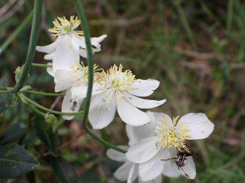 Thalictrum tuberosum