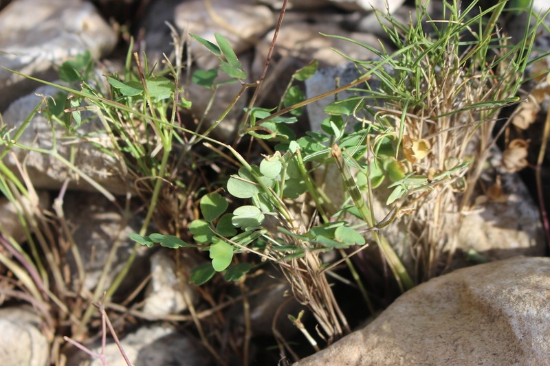 Thalictrum tuberosum photo 2