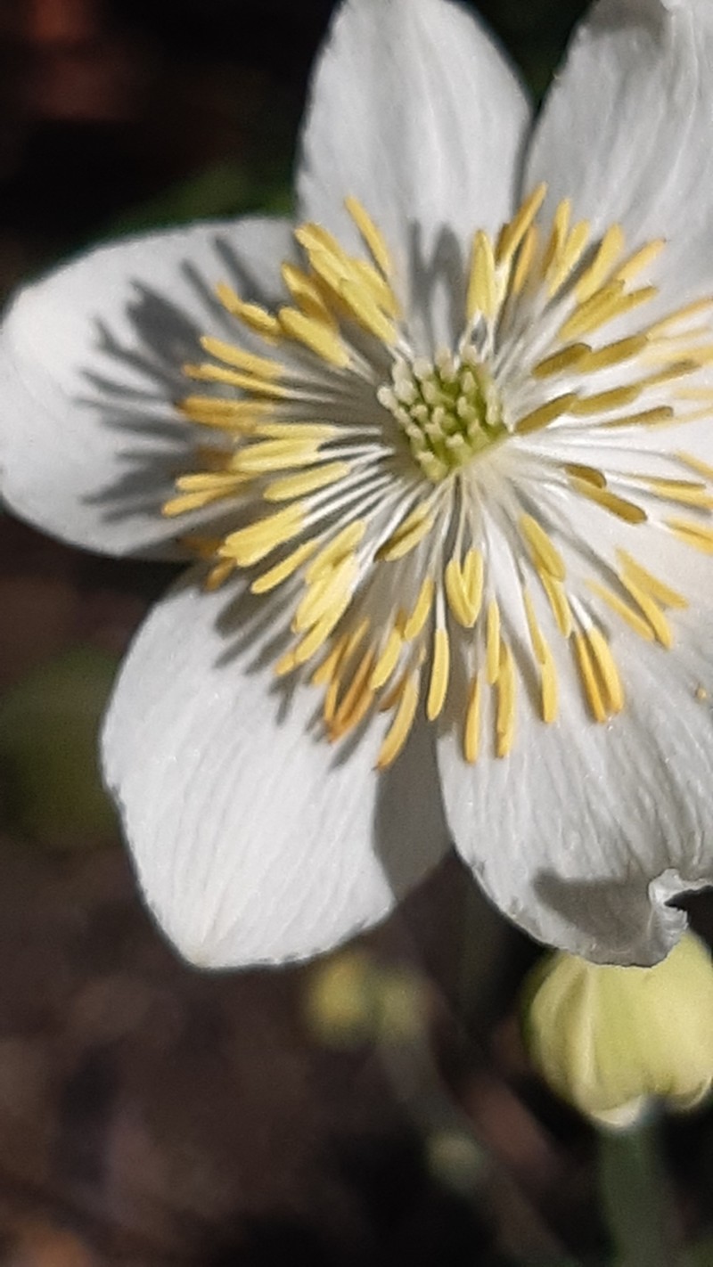 Thalictrum tuberosum photo 3
