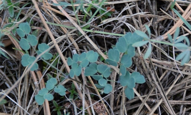 Thalictrum tuberosum photo 5