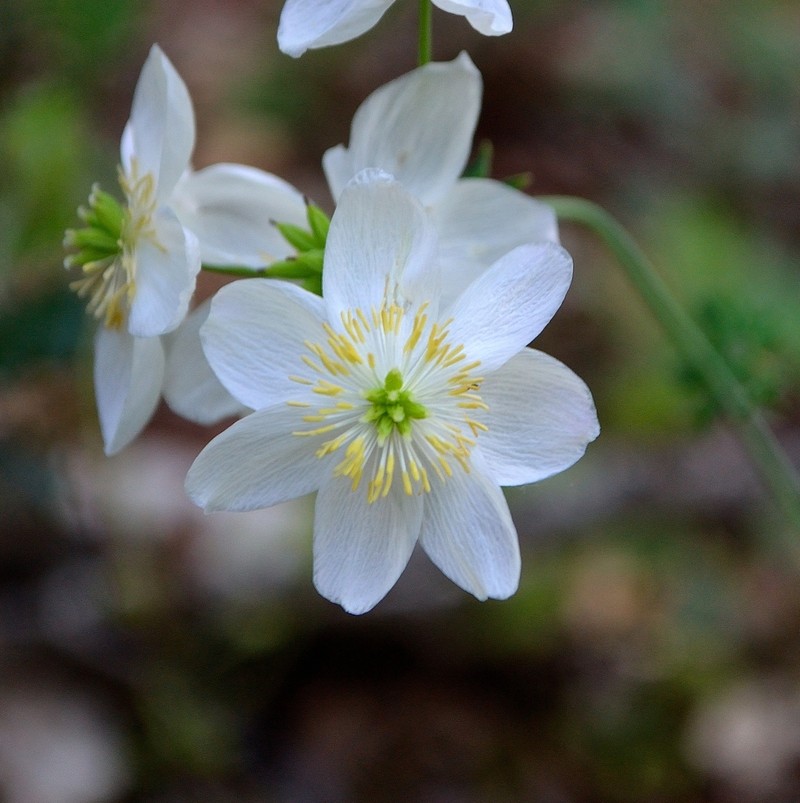 Thalictrum tuberosum photo 6