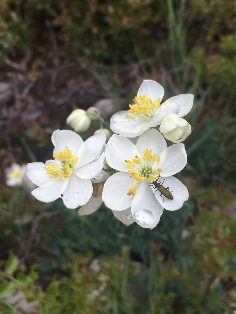 Thalictrum tuberosum photo 7