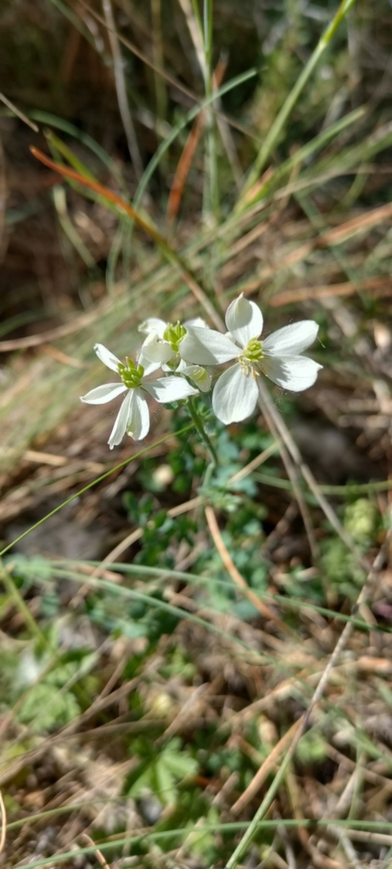 Thalictrum tuberosum photo 8