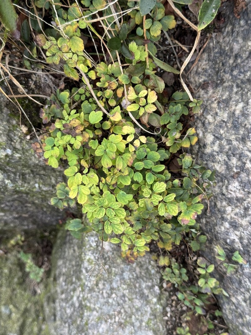 Thalictrum uchiyamae