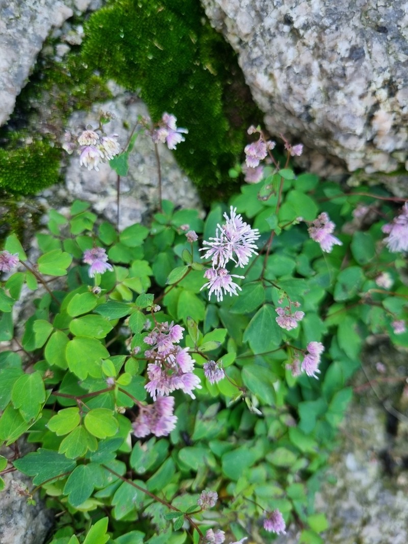 Thalictrum uchiyamae photo 2