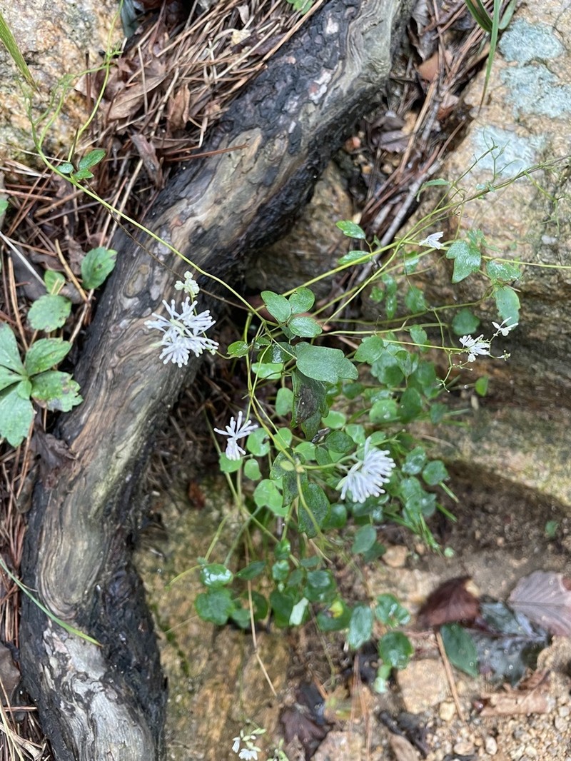 Thalictrum uchiyamae photo 3