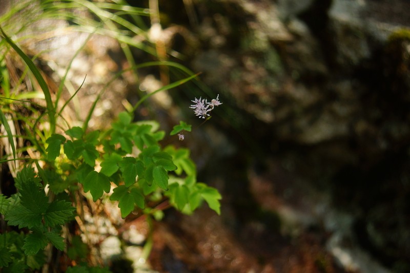 Thalictrum uchiyamae photo 4