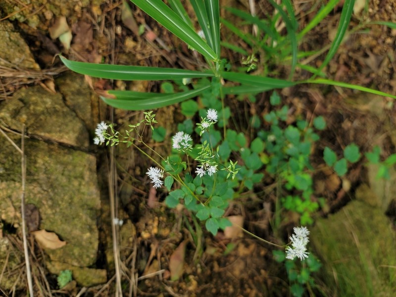 Thalictrum uchiyamae photo 5