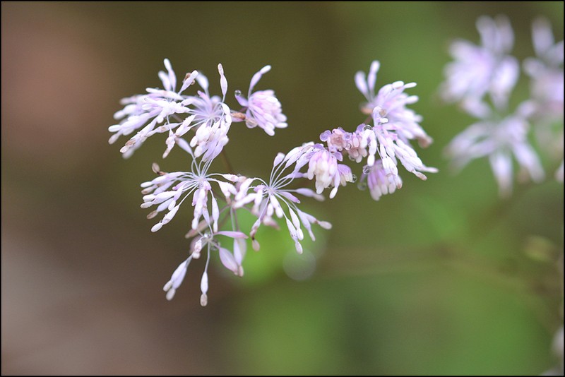 Thalictrum uchiyamae photo 6