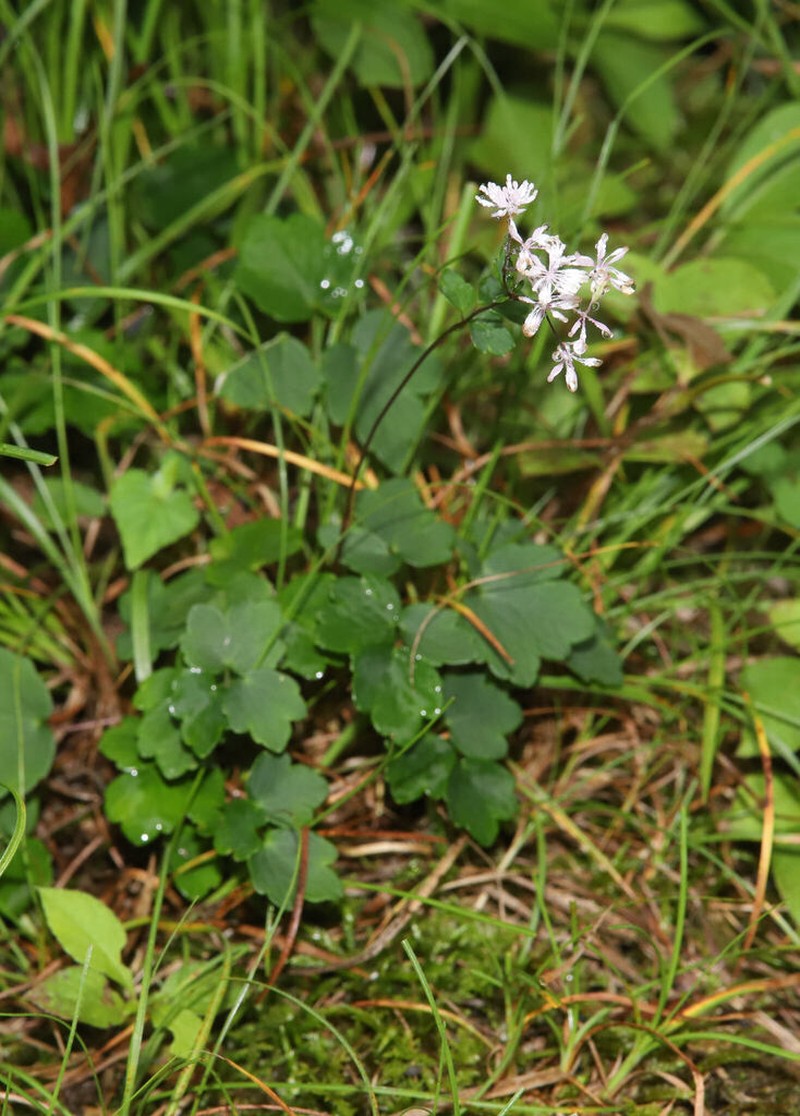 Thalictrum uchiyamae photo 7