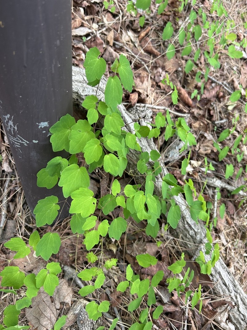 Thalictrum uchiyamae photo 8