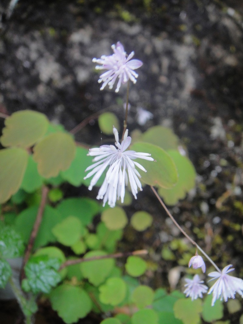 Thalictrum umbricola