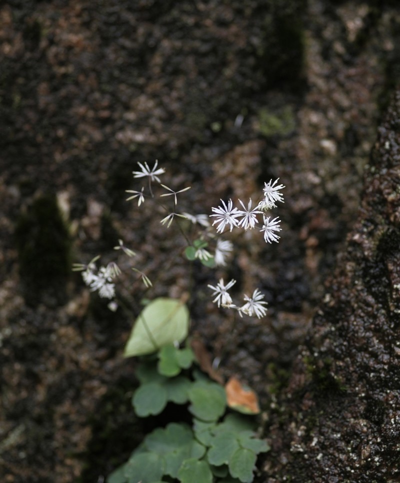 Thalictrum umbricola photo 2