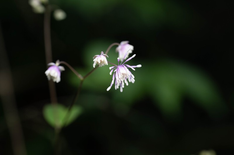 Thalictrum umbricola photo 3