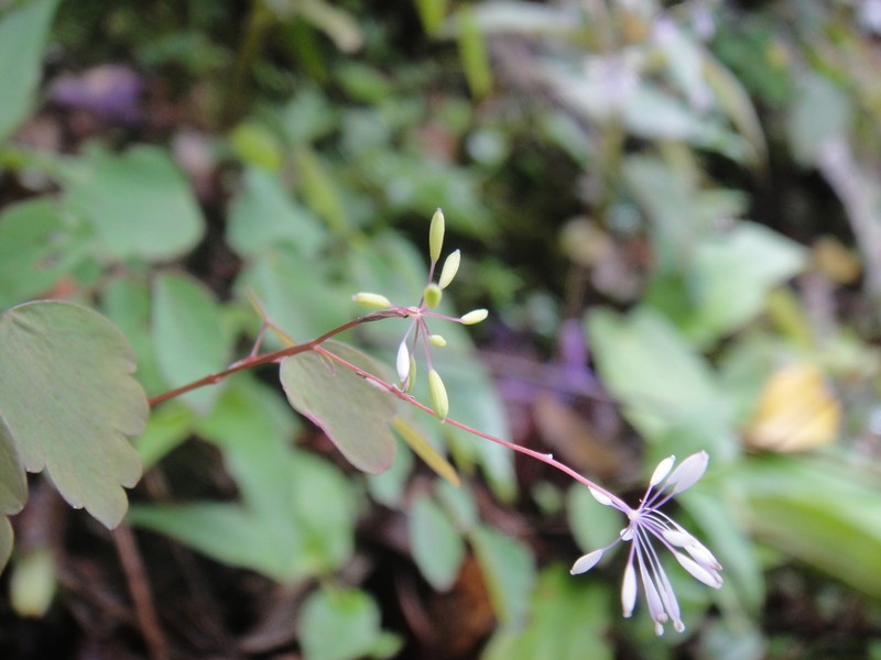 Thalictrum umbricola photo 4