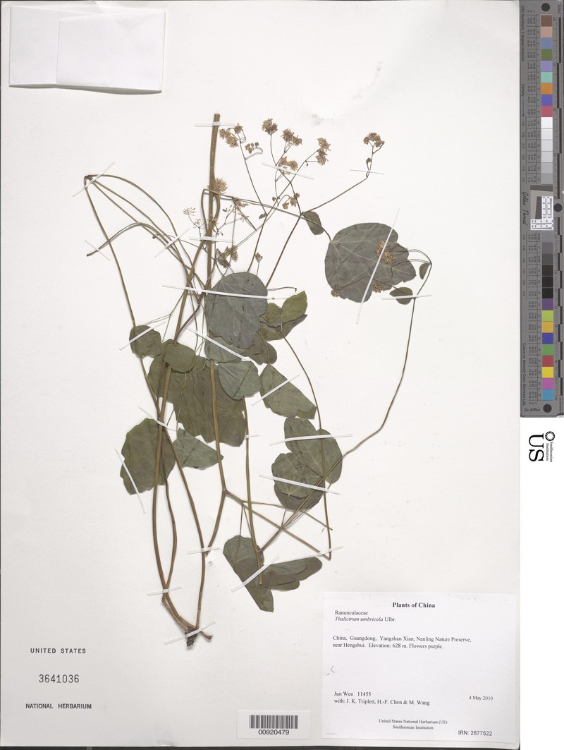 Thalictrum umbricola photo 5