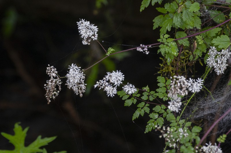 Thalictrum uncatum