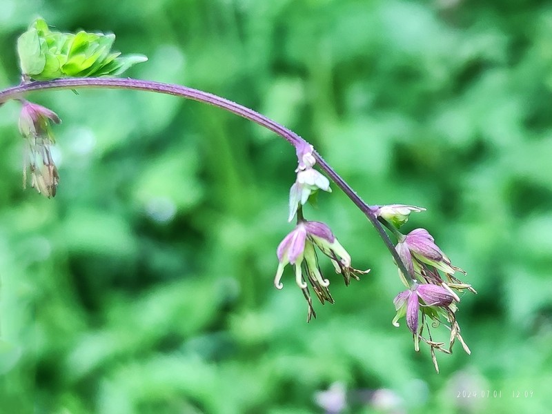 Thalictrum uncatum photo 2