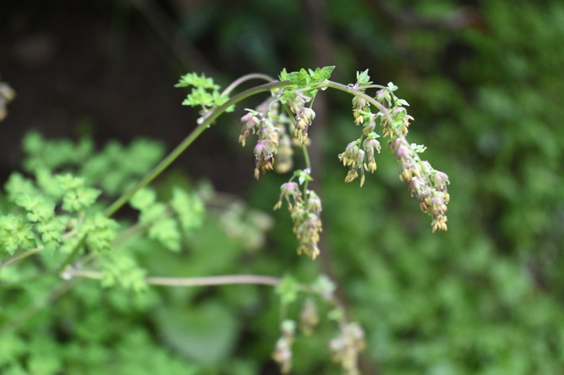 Thalictrum uncatum photo 3