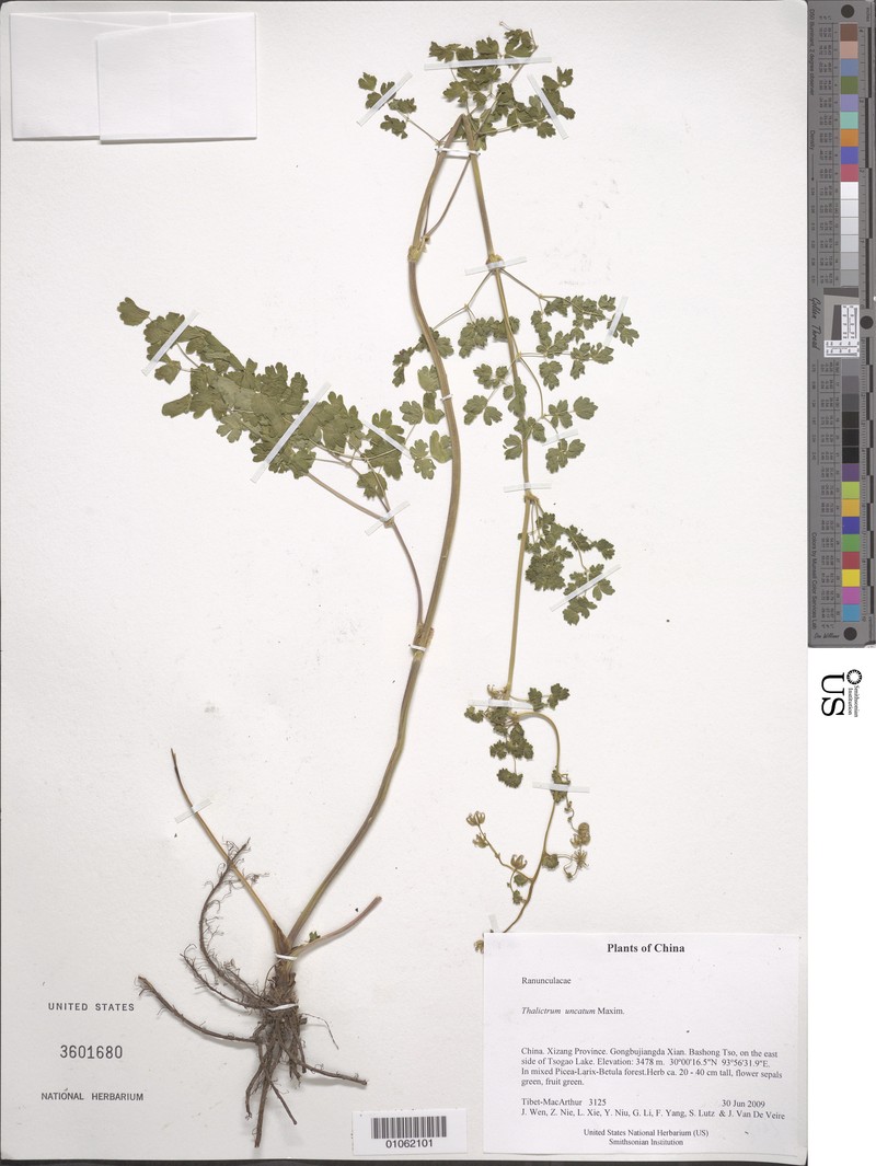 Thalictrum uncatum photo 4