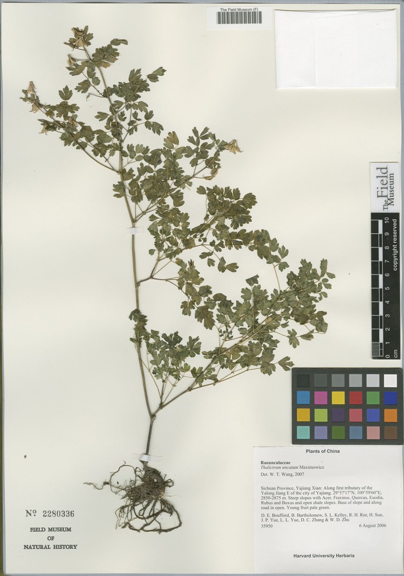 Thalictrum uncatum photo 5