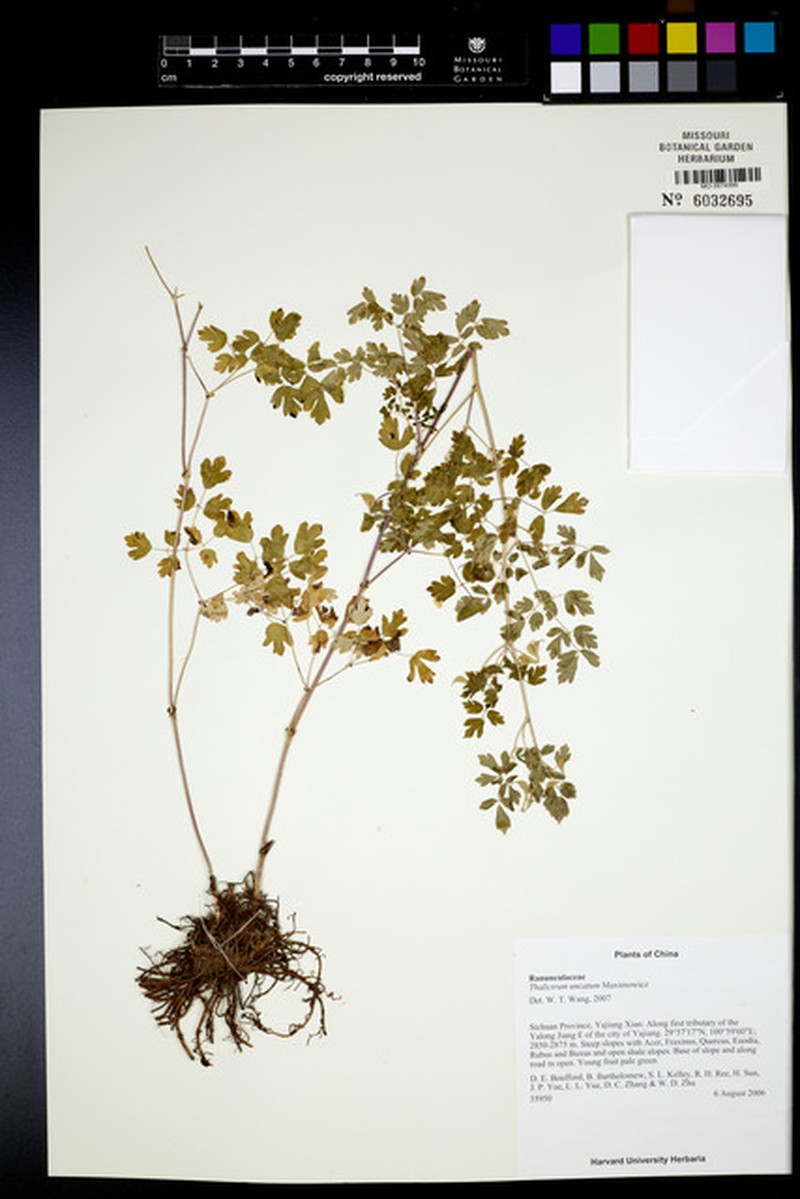 Thalictrum uncatum photo 6