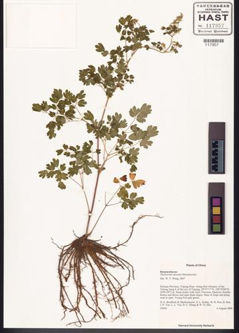 Thalictrum uncatum photo 7