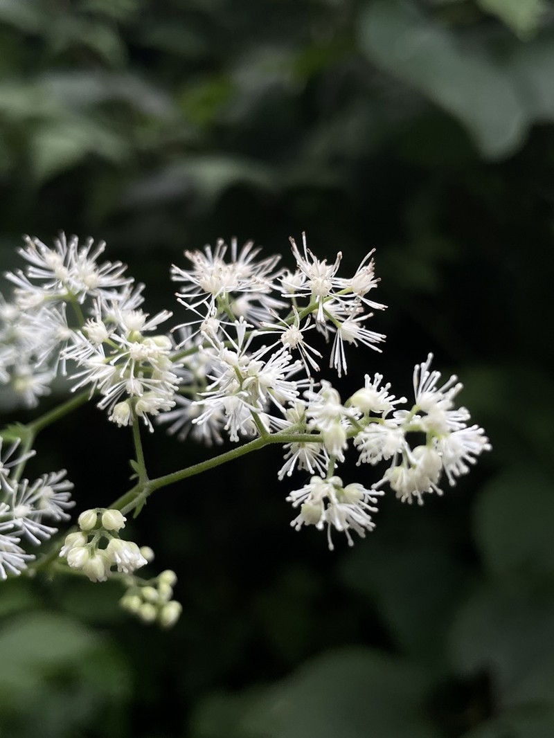 Thalictrum uncinulatum