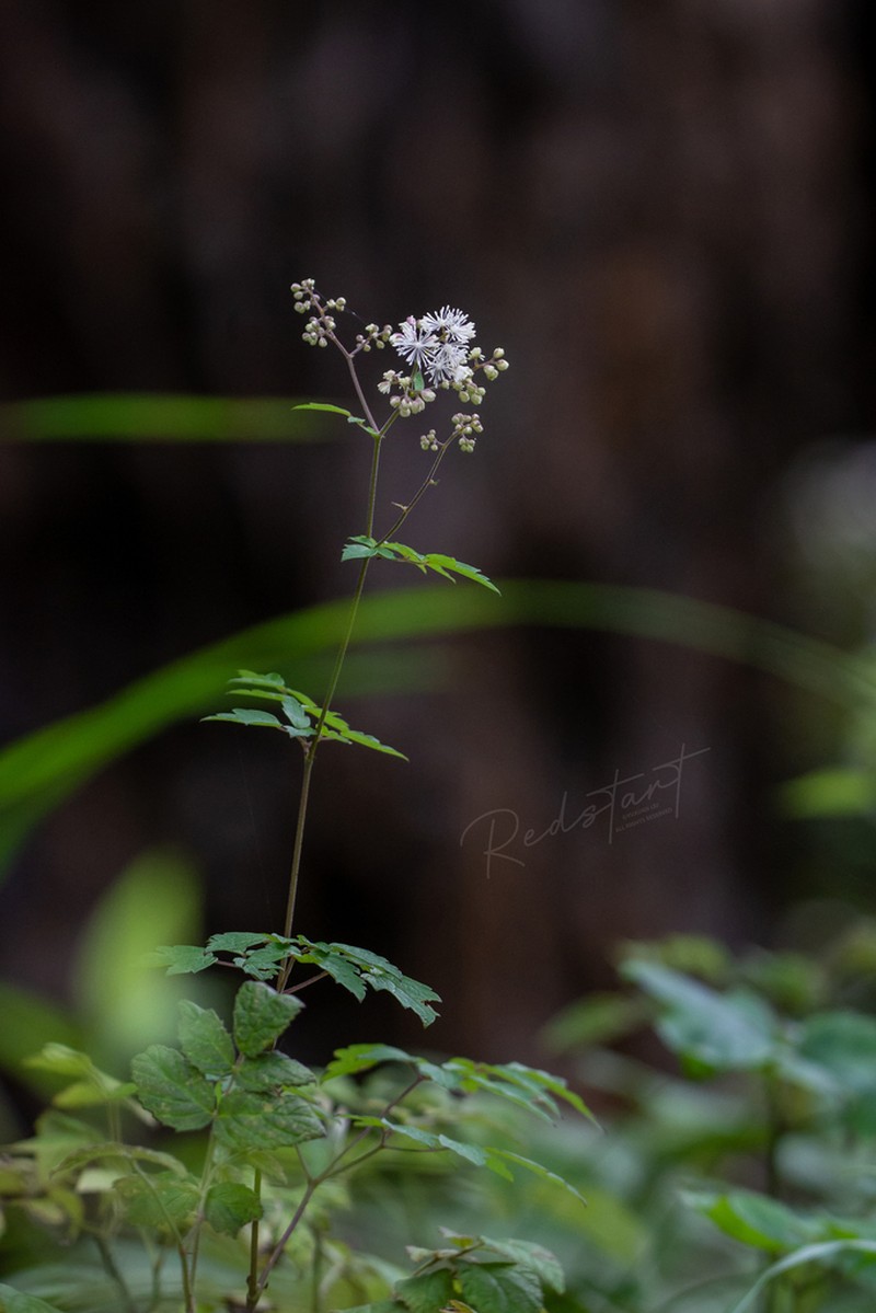 Thalictrum uncinulatum photo 2