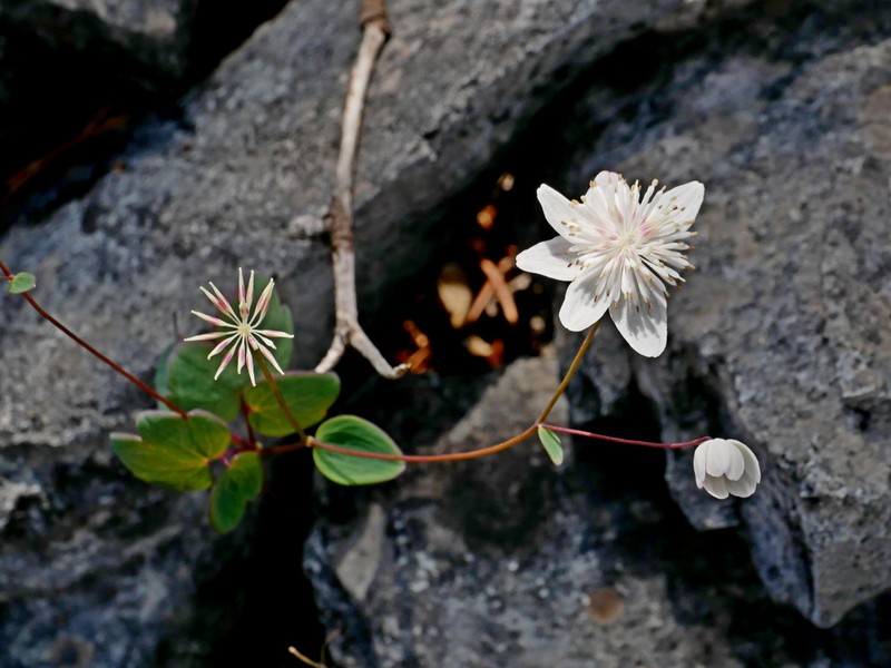 Thalictrum urbainii