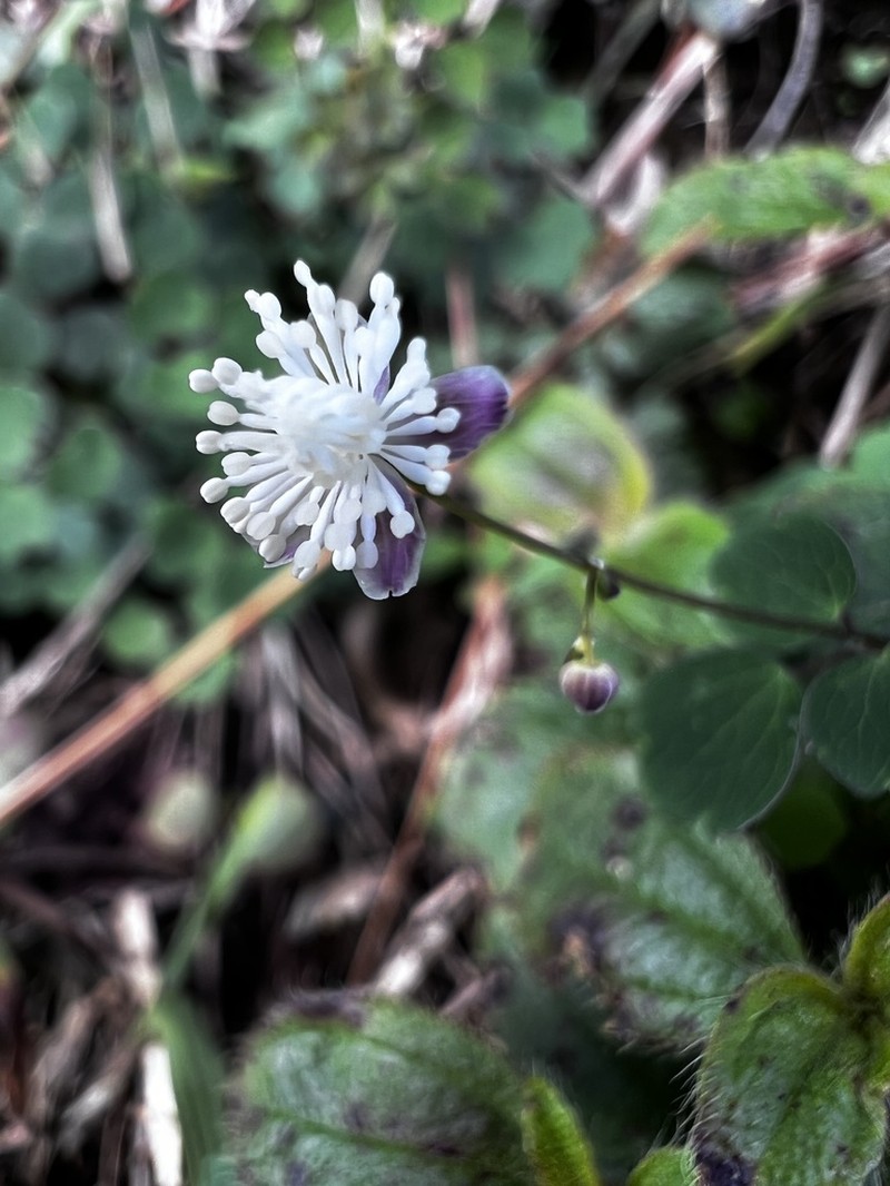 Thalictrum urbainii photo 2