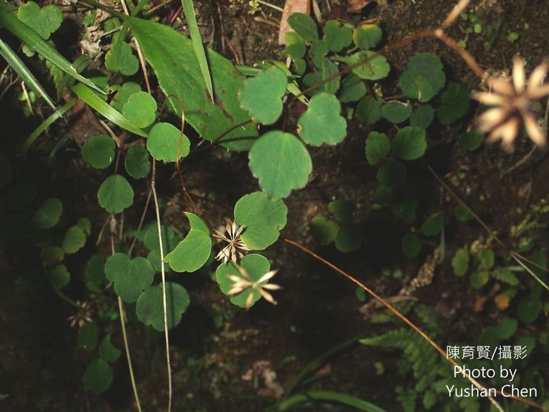Thalictrum urbainii photo 3