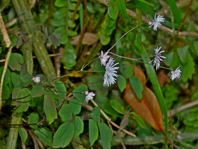 Thalictrum urbainii photo 4