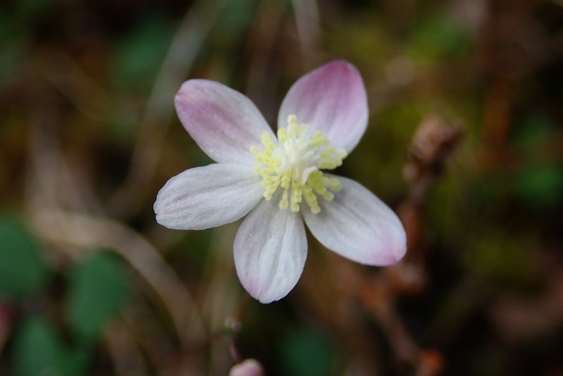 Thalictrum urbainii photo 5