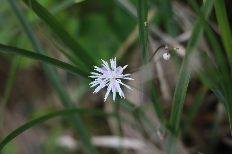 Thalictrum urbainii photo 6