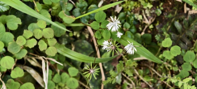 Thalictrum urbainii photo 8