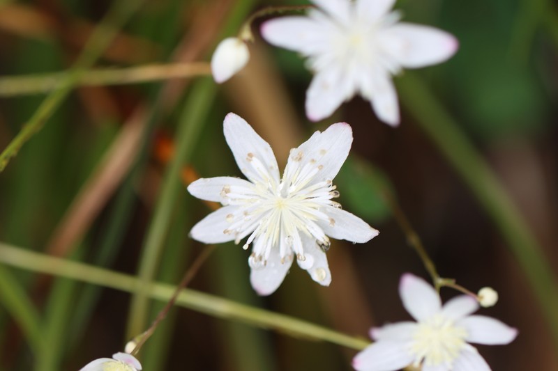 Thalictrum urbainii var. majus