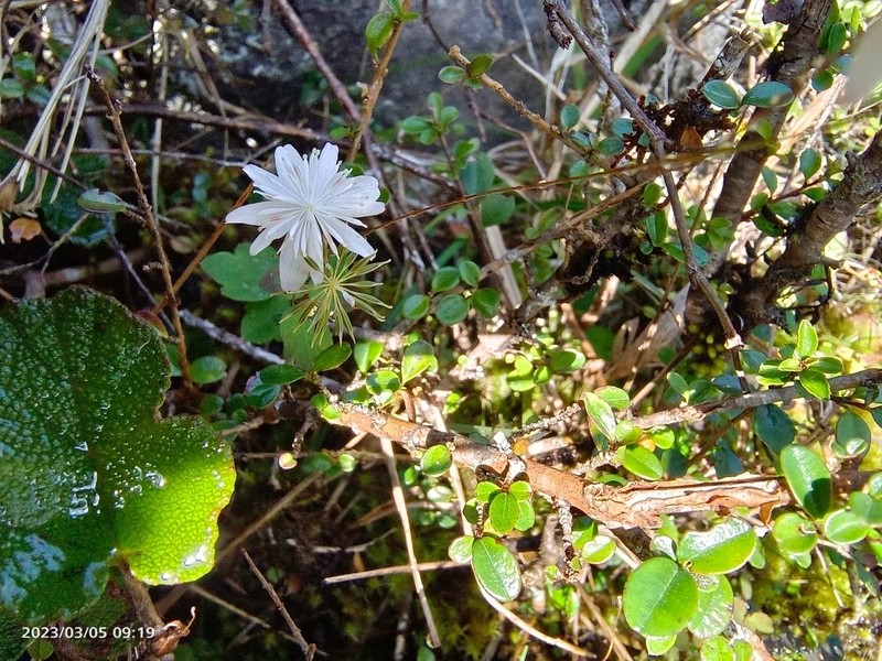 Thalictrum urbainii var. majus photo 2