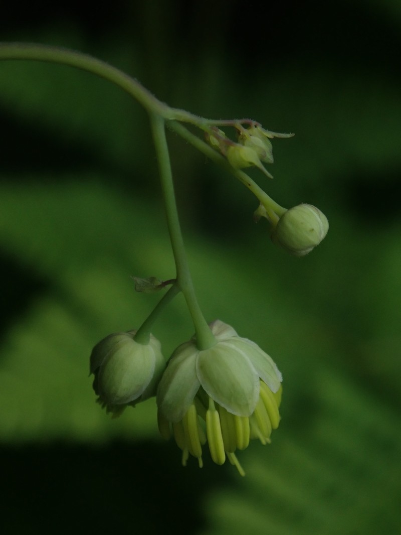 Thalictrum venturii photo 2