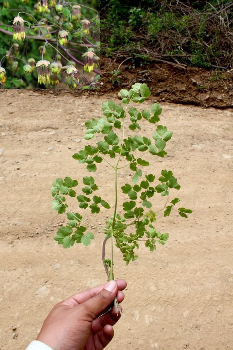 Thalictrum venturii photo 3