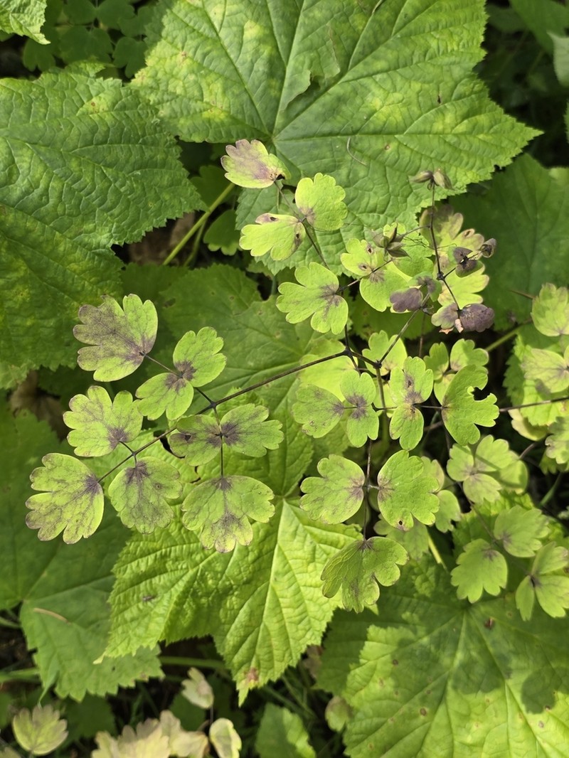 Black Hills Meadow-Rue