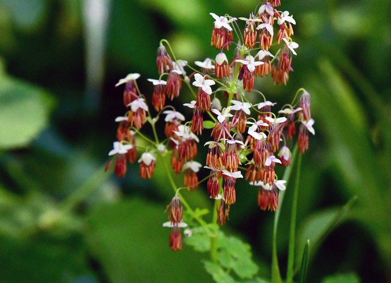 Black Hills Meadow-Rue photo 4