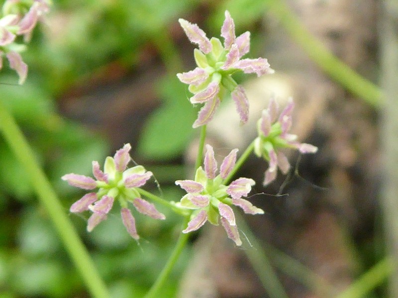 Black Hills Meadow-Rue photo 5