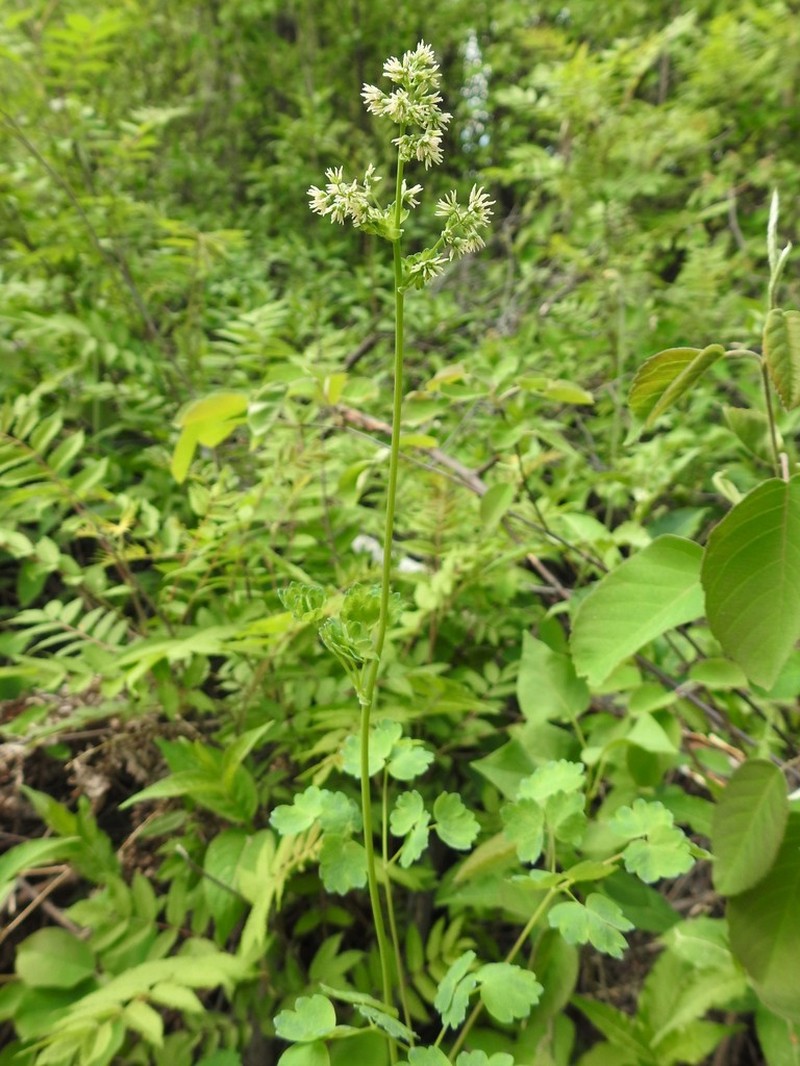 Black Hills Meadow-Rue photo 6