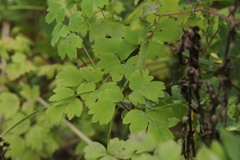 Black Hills Meadow-Rue photo 7