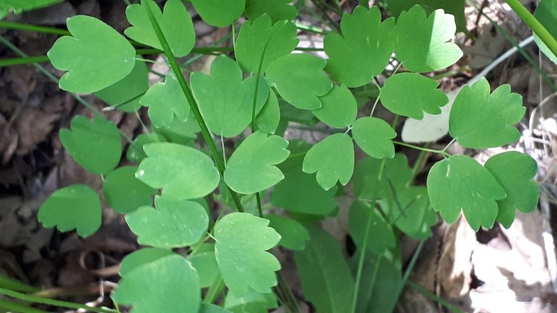 Veiny Meadow-Rue photo 2
