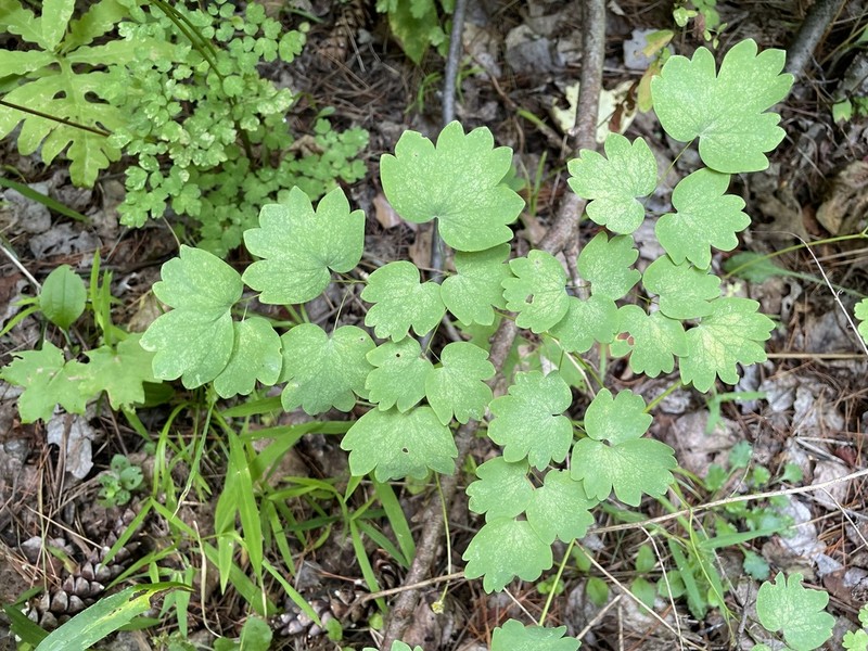 Veiny Meadow-Rue photo 3