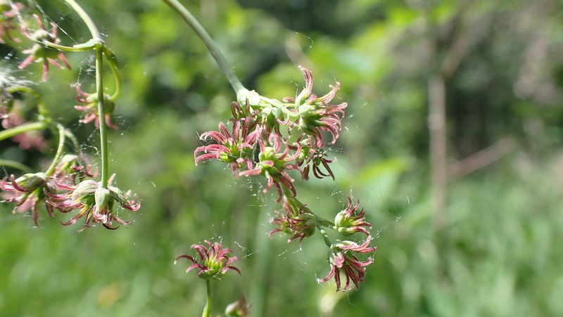 Veiny Meadow-Rue photo 8