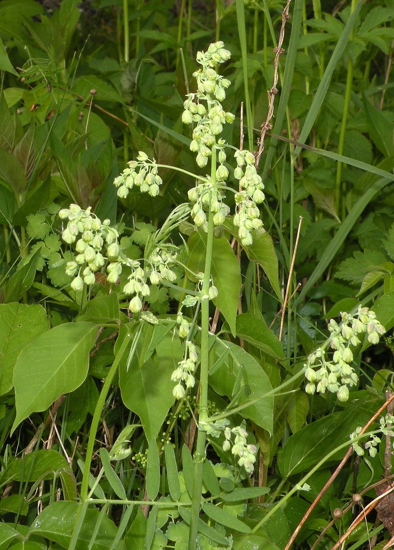 Veiny Meadow-Rue photo 2